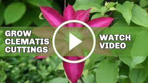 We did not find results for: How To Grow Clematis From Cuttings Empress Of Dirt