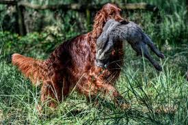 Image result for irský setr