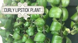 And finally, last on the list are lipstick plants! Curly Lipstick Plant Information Care Youtube
