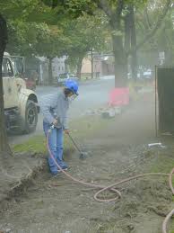 In most cases, you'll need to amend the soil with compost. Greening The Inner City How Do We Choose The Best Trees