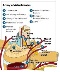 The brachial artery is a continuation of the axillary artery past the lower border of the teres major. Anatomy Back Artery Of Adamkiewicz Article