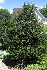 See full list on njaes.rutgers.edu Landscape Plants Rated By Deer Resistance Rutgers Njaes