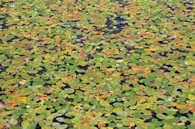 Image result for Brasenia