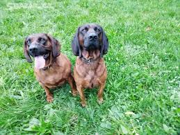 Image result for bavorský barvář