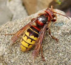 Big Black Bug That Looks Like A Wasp European Hornet Looks Similar To Yellow Jackets But Are Larger And Brown Yellow And Black Rarer Mostly Living In The Forest Yellow Jacket Bee Problem Insects
