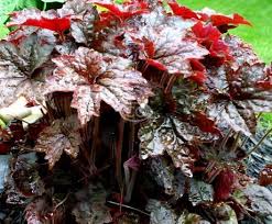 Image result for Heuchera `Palace Purple`