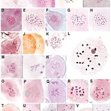 Image result for Schoenoxiphium