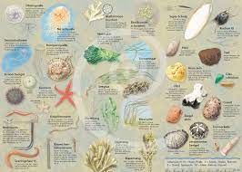 Auch viele fischarten sowie seehunde, kegelrobben und schweinswale finden im wattenmeer ein reichhaltiges nahrungsangebot. Natur Entdecken Funde Im Watt Und Am Strand