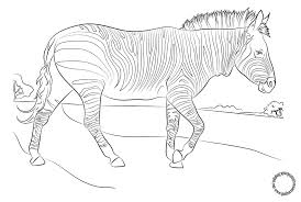 66 gambar sketsa hewan terlengkap 2019 marimewarnai com. Gambar Mewarnai Untuk Anak Gambar Di Atas Adalah Gambar Mewarnai Hewan Yaitu Zebra Gambarnya S Sketsa Hewan Gambar Warna