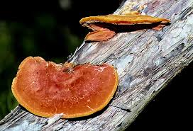 Image result for Pycnospora