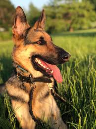 Leather dog collar with silver conchos $38.50. RÅnin My Beautiful German Shepherd Germanshepherd