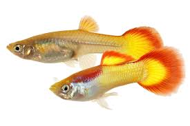 Auf den bildern die ich per suche gefunden habe war keins mit einem roten streifen. Guppys Alle Infos Im Steckbrief Herz Fuer Tiere De