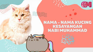 Ingin tahu lebih banyak jenis kucing 14. Daftar Nama Nama Kucing Islami Kucing Kesayangan Nabi Muhammad ï·º Youtube