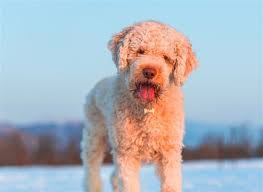 Lagotto romagnolo dog grooming intro guide video sample. Lagotto Romagnolo Hunderasseprofil Wie Man Ein Gluckliches Zuhause Fur Sein Haustier Schafft