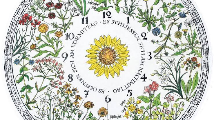 Die Blumenuhr – jede Blüte zu ihrer Zeit - Mein schöner Garten