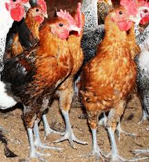 Manajemen Pakan Ayam Elba Bebeja Com