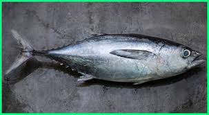 Senarai ikan ikan larangan oleh jabatan perikanan malaysia untuk dilepaskan ke perairan malaysia dan punca bawaan penyakit some bullet for your head 8 Jenis Ikan Tuna Terbaik Di Dunia Ikan Tuna Jenis