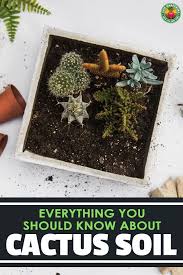 Cactus Soil Everything You Need To Know Epic Gardening In 2020 Cacti And Succulents Succulent Potting Mix Soil