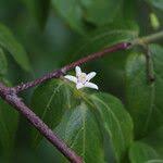 Image result for Rytigynia umbellulata