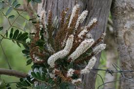 Image result for Entada abyssinica