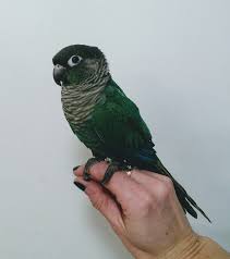 In fact, we're on a first name basis with all of our patients. Cedar Creek Veterinary Clinic Veterinarian In Williamston Mi Usa Why Choose Us For Birds