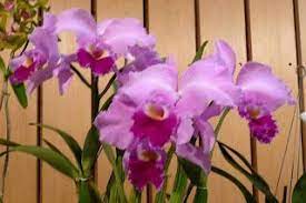 Flowers Around The World The National Flower Every Country C Cattleya Orchid Flowers Orchids