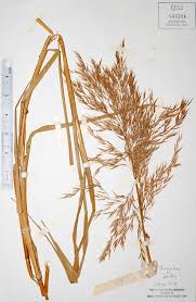 Image result for Phragmites karka