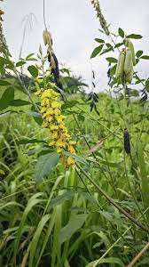 Image result for Crotalaria trichotoma