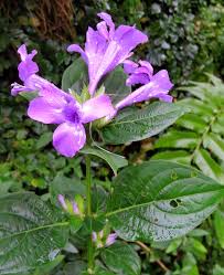 Image result for Barleria