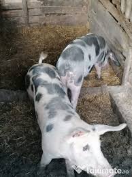 We did not find results for: Vand Porci De Carne Rasa Pietrain 100 130 Kg Adroi Zoo