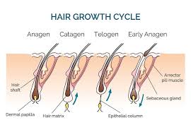 Body hair growth that reaches adult. How To Grow A Beard Faster And Thicker Everything You Want To Know Seven Potions