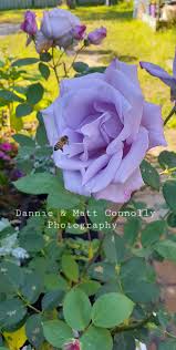 Ok, here's the deal with our blue moon rose. My Beautiful Blue Moon Rose Roses