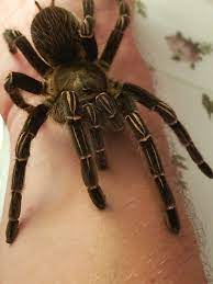As a general rule, the width of the tank should be two to three times wider than the leg span of the spider, and only as tall as the spider's leg span if it were standing on end. Aphonopelma Seemanni Striped Knee Or Costa Rican Zebra Tarantula Pet Spider Tarantula Spider
