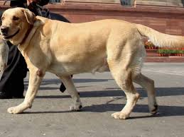 Labrador dog price in sri lanka. This Labrador Is A Mother To Nine Orphaned Ducklings Oneindia News