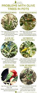 If your tree is fairly new to its location, construct a circular basin around it of loose soil somewhat bigger than the root ball. 13 Great Solutions On How To Revive Olive Tree Bring Back To Life