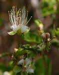 Image result for Capparis citrifolia
