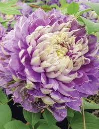 Find over 34 of the best free clematis images. Jackmanii Hybrid Clematis Belle Of Taranaki Tesselaar