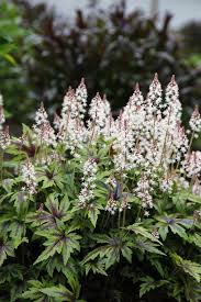 Check spelling or type a new query. 20 Deer Resistant Plants For Your Garden How To Keep Deer Out Of Your Yard