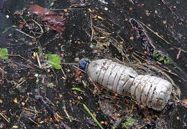 Clear Plastic Bottled Water Bottle Waste Pollution Garbage Litter Eyesore Discarded Plastic Re Plastic Pollution Great Pacific Garbage Patch Pollution