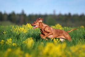 Everyone who meets her says how fast she is, except other vizsla owners of course. 10 Fastest Dog Breeds In The World 10 Most Today