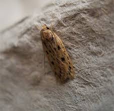 Motten Im Haus Woher Sie Kommen Und Wie Man Sie Wieder Loswird