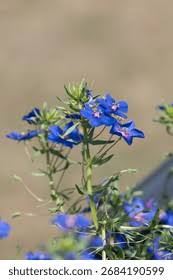 Image result for Lysimachia monelli