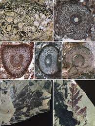 Image result for Cyatheaceae