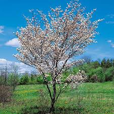 Image result for Amelanchier laevis