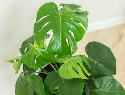 The Monstera Lover S Guide To Split Leaf Philodendron Care Monstera Plant Resource Philodendron Plant Plants Philodendron Monstera