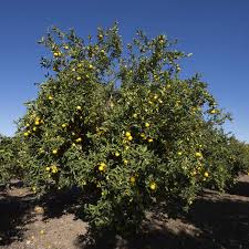 Instrumental all stars — lemon tree 03:11. Palestine