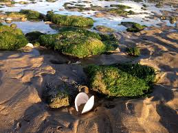 Tide Walking And Shelling