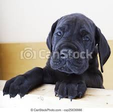 We did not find results for: Black Great Dane Puppy Standing On The Side Of A Box Canstock