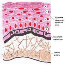 Basement membrane is a thin, delicate layer of connective tissue underlying the epithelium of type iv collagen has been localized to the basement membrane lamina densa, a nonfibrillar structure. Basement Membrane Wikipedia