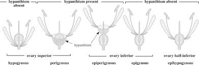 Image result for Andropterum